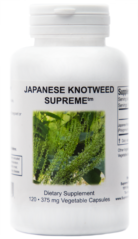 Japanese Knotweed